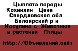 Цыплята породы Кохинхин › Цена ­ 300 - Свердловская обл., Белоярский р-н, Косулино с. Животные и растения » Птицы   